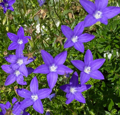 Wahlenbergia gloriosa 